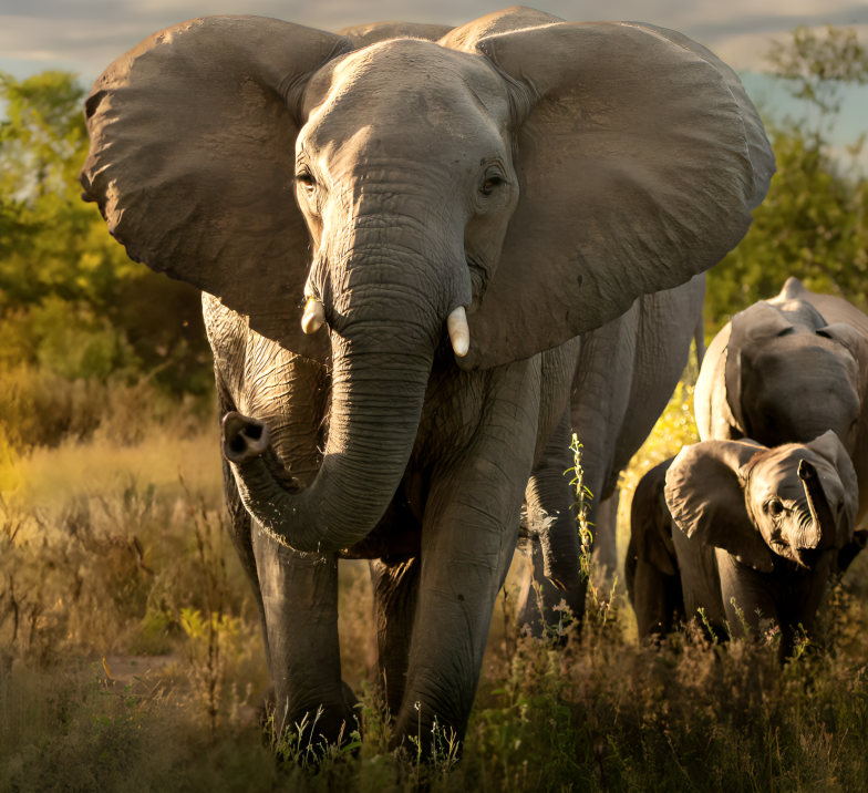 Charging Elephant