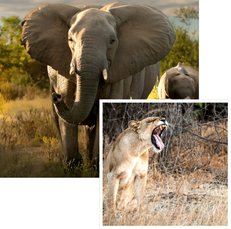 Elephant Lion