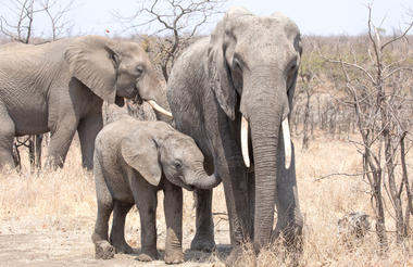 southern_kruger-istock-10433755941