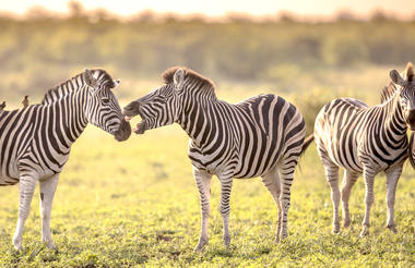 southern_kruger-istock-11786396481