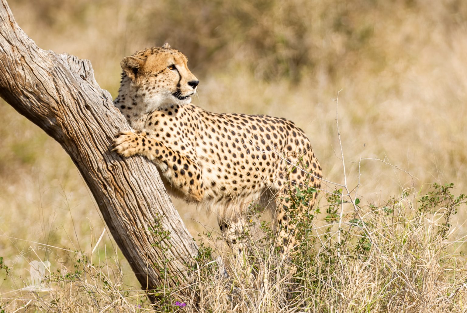 Cheetah_Sep_2022_1746 (1 of 1)
