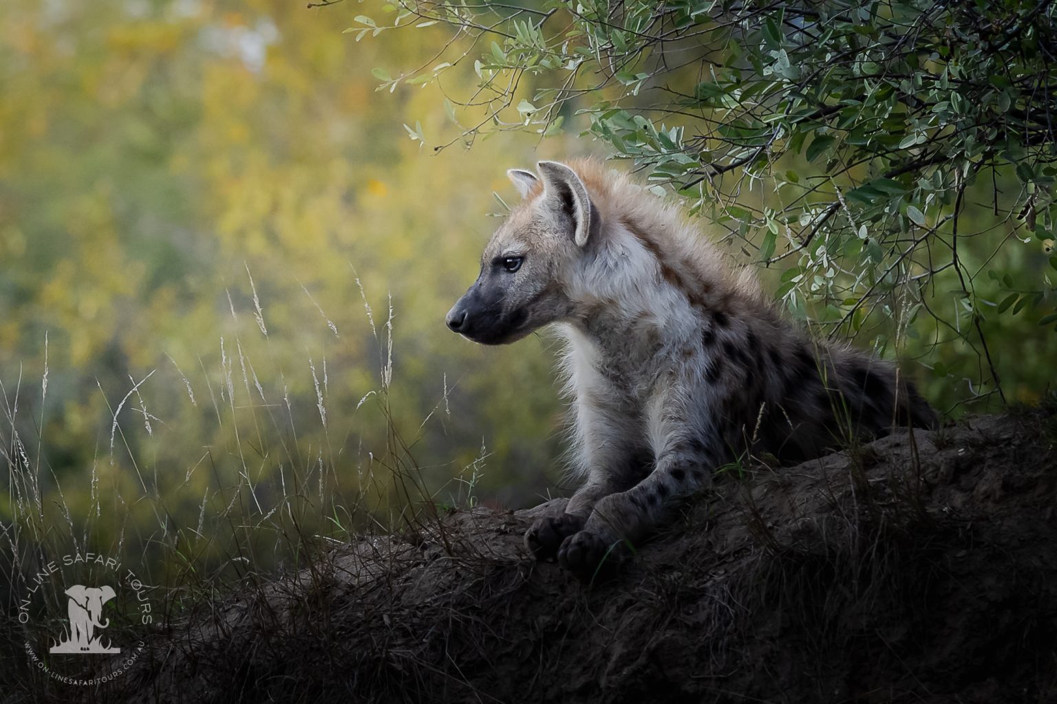 Hyena_Cub_2024-914621 (1 of 1)