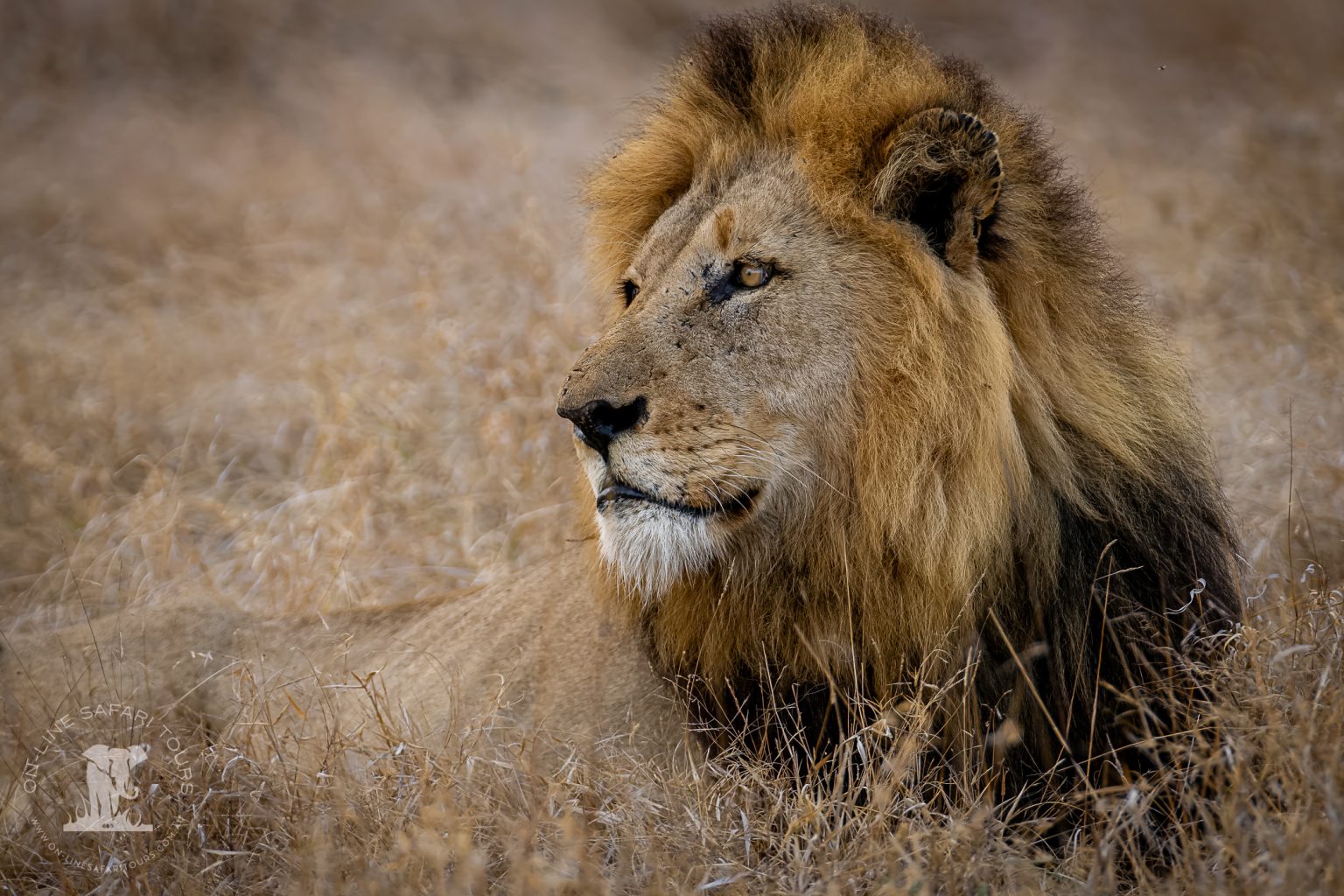 Male_Lion_Sep_2022 (1 of 1)