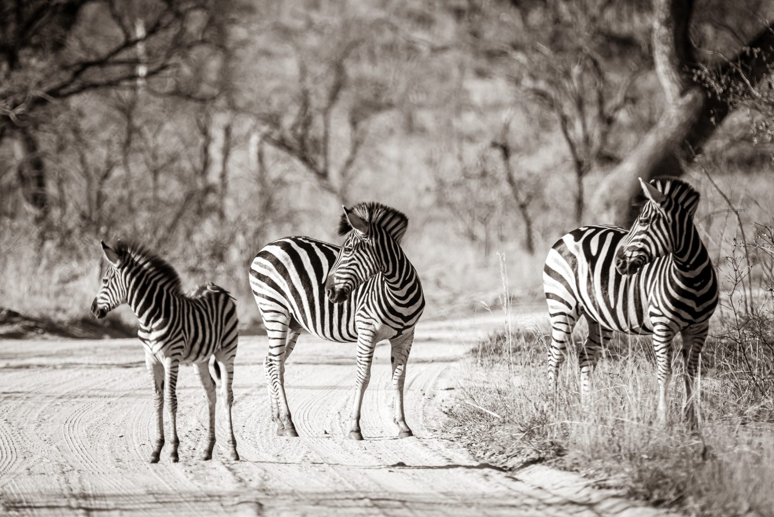 Africa Sept 2018